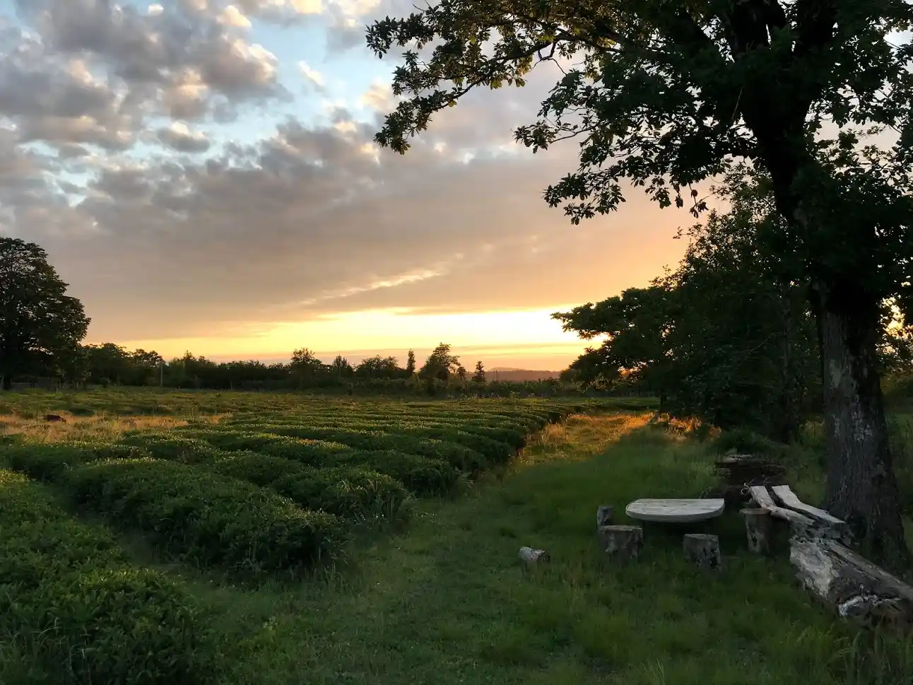 Bakhvi tea garden